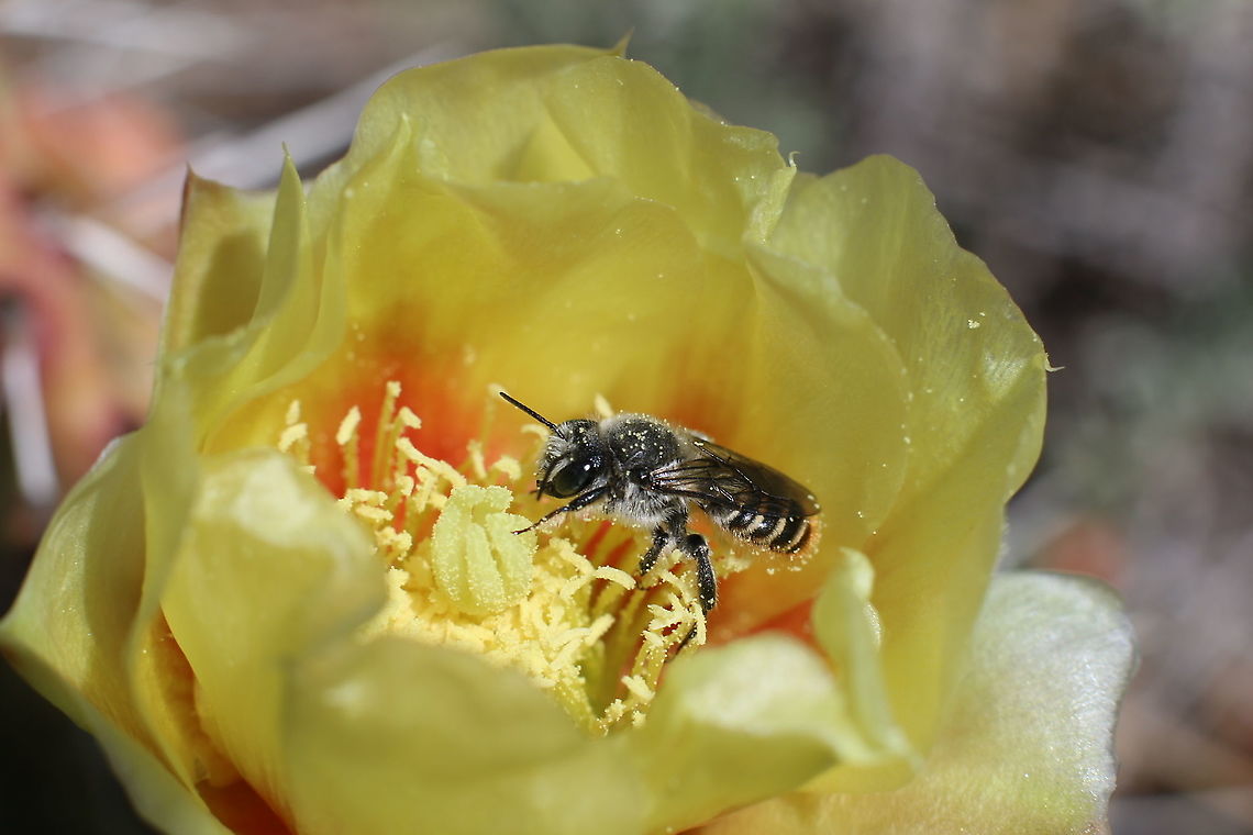 Megachile rotundata or leafcutter bee <figure class="photo"><a href="https://www.jungledragon.com/image/125787/megachile_rotundata_or_leafcutter_bee_effect_on_plants.html" title="Megachile rotundata or Leafcutter bee effect on plants"><img src="https://s3.amazonaws.com/media.jungledragon.com/images/5803/125787_thumb.JPG?AWSAccessKeyId=05GMT0V3GWVNE7GGM1R2&Expires=1767225610&Signature=5FJmPJHXfxpeUCVbOjXVpyqXxUk%3D" width="200" height="150" alt="Megachile rotundata or Leafcutter bee effect on plants You know you have a leafcutter bee when you see semi circles cut out of your rose bush Alfalfa Leafcutter Bee,Fall,Geotagged,Megachile rotundata,United States" /></a></figure><br />
You know you have a leafcutter bee in your plants when you see clean semi circles cut out of your rose bush. Geotagged,Megachile rotundata,Summer,United States