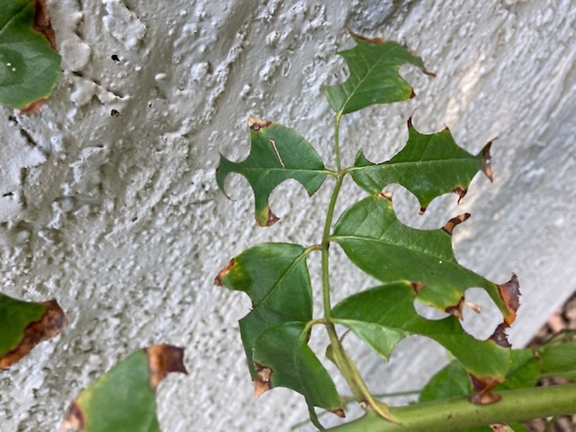 Megachile rotundata or Leafcutter bee effect on plants You know you have a leafcutter bee when you see semi circles cut out of your rose bush Alfalfa Leafcutter Bee,Fall,Geotagged,Megachile rotundata,United States