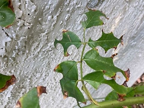 Megachile rotundata or Leafcutter bee effect on plants You know you have a leafcutter bee when you see semi circles cut out of your rose bush Alfalfa Leafcutter Bee,Fall,Geotagged,Megachile rotundata,United States