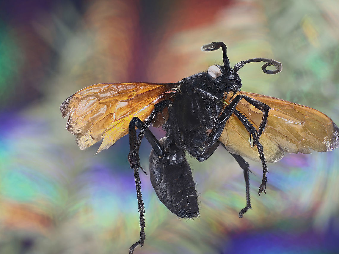 Pepsis grossa or Tarantula Hawk wasp Pepsis grossa formerly formosa or Tarantula Hawk Wasp<br />
The female wasp usually attacks the tarantula in or near its ground burrow with a sting to its abdomen. When paralyzed, the wasp drags it back into the spider&rsquo;s burrow and lays one egg on the spider, plugging the burrow opening. The Tarantula Wasp larvae feeds on the paralyzed living spider. Adult wasps feed on nectar and pollen.<br />
<br />
Along with its aposematic coloration (red wings) and their dangerous stinger, considered to be the second most painful insect sting in the world, after that of the bullet ant, they have few predators. The roadrunner bird and the bullfrog are two of its few predators.<br />
<br />
15 species of Pepsis wasps are found in the United States with 9 of those occurring in desert regions. In the deserts of Southwestern USA like Arizona where I live, two species of Tarantula Hawks are common, pepsis formosa and pepsis thisbe. These wasps can reach almost 2 inches in length. They are solitary wasps and not generally considered aggressive, but I have crossed their paths on hiking trips several times.<br />
<figure class="photo"><a href="https://www.jungledragon.com/image/126007/pepsis_grossa_formerly_formosa_or_tarantula_hawk_wasp.html" title="Pepsis grossa (formerly formosa) or Tarantula Hawk Wasp"><img src="https://s3.amazonaws.com/media.jungledragon.com/images/5803/126007_thumb.jpeg?AWSAccessKeyId=05GMT0V3GWVNE7GGM1R2&Expires=1759968010&Signature=X4rLp0RgO3isRtmEaBRY8%2Fuf0qU%3D" width="200" height="150" alt="Pepsis grossa (formerly formosa) or Tarantula Hawk Wasp Pepsis grossa (formerly formosa) or Tarantula Hawk Wasp<br />
The female wasp usually attacks the tarantula in or near its ground burrow with a sting to its abdomen. When paralyzed, the wasp drags it back into the spider&rsquo;s burrow and lays one egg on the spider, plugging the burrow opening. The Tarantula Wasp larvae feeds on the paralyzed living spider. Adult wasps feed on nectar and pollen.<br />
<br />
Along with its aposematic coloration (red wings) and their dangerous stinger, considered to be the second most painful insect sting in the world, after that of the bullet ant, they have few predators. The roadrunner bird and the bullfrog are two of its few predators.<br />
<br />
15 species of Pepsis wasps are found in the United States with 9 of those occurring in desert regions. In the deserts of Southwestern USA like Arizona where I live, two species of Tarantula Hawks are common, pepsis formosa and pepsis thisbe. These wasps can reach almost 2 inches in length. They are solitary wasps and not generally considered aggressive, but I have crossed their paths on hiking trips several times.<br />
https://www.jungledragon.com/image/126006/pepsis_formosa_or_tarantula_hawk_wasp.html<br />
https://www.jungledragon.com/image/126009/pepsis_formosa_or_trantual_hawk_wasp.html Fall,Geotagged,Pepsis grossa,United States" /></a></figure><br />
<figure class="photo"><a href="https://www.jungledragon.com/image/126009/pepsis_formosa_or_trantual_hawk_wasp.html" title="Pepsis formosa or Trantual Hawk Wasp"><img src="https://s3.amazonaws.com/media.jungledragon.com/images/5803/126009_thumb.jpeg?AWSAccessKeyId=05GMT0V3GWVNE7GGM1R2&Expires=1759968010&Signature=8Z7P5wy%2Fz8ymEzUdQtF6L17x034%3D" width="200" height="150" alt="Pepsis formosa or Trantual Hawk Wasp https://www.jungledragon.com/image/126007/pepsis_formosa_or_trantual_hawk_wasp.html<br />
https://www.jungledragon.com/image/126006/pepsis_formosa_or_tarantula_hawk_wasp.html<br />
 Fall,Geotagged,Pepsis grossa,United States" /></a></figure> Fall,Geotagged,Pepsis grossa,United States