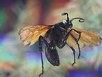 Pepsis grossa or Tarantula Hawk wasp Pepsis grossa formerly formosa or Tarantula Hawk Wasp<br />
The female wasp usually attacks the tarantula in or near its ground burrow with a sting to its abdomen. When paralyzed, the wasp drags it back into the spider’s burrow and lays one egg on the spider, plugging the burrow opening. The Tarantula Wasp larvae feeds on the paralyzed living spider. Adult wasps feed on nectar and pollen.<br />
<br />
Along with its aposematic coloration (red wings) and their dangerous stinger, considered to be the second most painful insect sting in the world, after that of the bullet ant, they have few predators. The roadrunner bird and the bullfrog are two of its few predators.<br />
<br />
15 species of Pepsis wasps are found in the United States with 9 of those occurring in desert regions. In the deserts of Southwestern USA like Arizona where I live, two species of Tarantula Hawks are common, pepsis formosa and pepsis thisbe. These wasps can reach almost 2 inches in length. They are solitary wasps and not generally considered aggressive, but I have crossed their paths on hiking trips several times.<br />
https://www.jungledragon.com/image/126007/pepsis_formosa_or_trantual_hawk_wasp.html<br />
https://www.jungledragon.com/image/126009/pepsis_formosa_or_trantual_hawk_wasp.html Fall,Geotagged,Pepsis grossa,United States