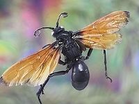 Pepsis grossa (formerly formosa) or Tarantula Hawk Wasp Pepsis grossa (formerly formosa) or Tarantula Hawk Wasp<br />
The female wasp usually attacks the tarantula in or near its ground burrow with a sting to its abdomen. When paralyzed, the wasp drags it back into the spider’s burrow and lays one egg on the spider, plugging the burrow opening. The Tarantula Wasp larvae feeds on the paralyzed living spider. Adult wasps feed on nectar and pollen.<br />
<br />
Along with its aposematic coloration (red wings) and their dangerous stinger, considered to be the second most painful insect sting in the world, after that of the bullet ant, they have few predators. The roadrunner bird and the bullfrog are two of its few predators.<br />
<br />
15 species of Pepsis wasps are found in the United States with 9 of those occurring in desert regions. In the deserts of Southwestern USA like Arizona where I live, two species of Tarantula Hawks are common, pepsis formosa and pepsis thisbe. These wasps can reach almost 2 inches in length. They are solitary wasps and not generally considered aggressive, but I have crossed their paths on hiking trips several times.<br />
https://www.jungledragon.com/image/126006/pepsis_formosa_or_tarantula_hawk_wasp.html<br />
https://www.jungledragon.com/image/126009/pepsis_formosa_or_trantual_hawk_wasp.html Fall,Geotagged,Pepsis grossa,United States