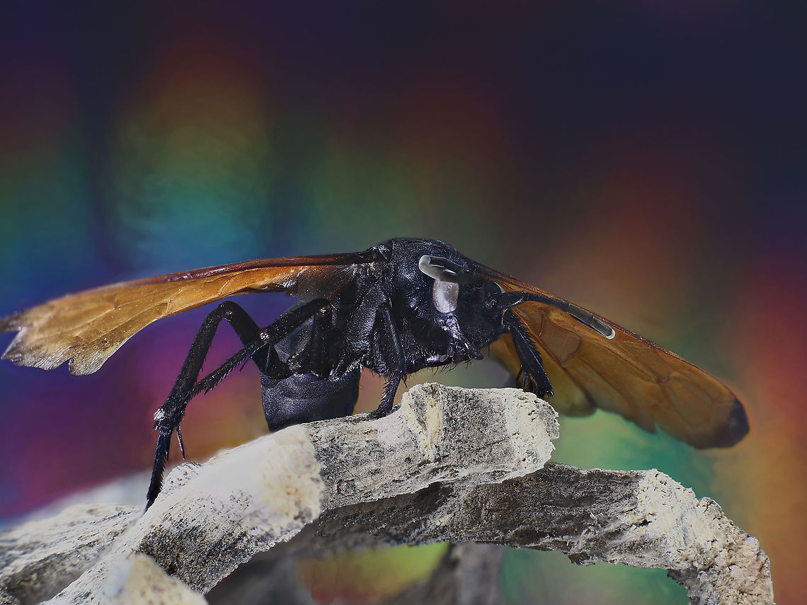 Pepsis formosa or Trantual Hawk Wasp <figure class="photo"><a href="https://www.jungledragon.com/image/126007/pepsis_grossa_formerly_formosa_or_tarantula_hawk_wasp.html" title="Pepsis grossa (formerly formosa) or Tarantula Hawk Wasp"><img src="https://s3.amazonaws.com/media.jungledragon.com/images/5803/126007_thumb.jpeg?AWSAccessKeyId=05GMT0V3GWVNE7GGM1R2&Expires=1767225610&Signature=4GSbNvnzpgUXu2PPLwdNr7FwiKE%3D" width="200" height="150" alt="Pepsis grossa (formerly formosa) or Tarantula Hawk Wasp Pepsis grossa (formerly formosa) or Tarantula Hawk Wasp<br />
The female wasp usually attacks the tarantula in or near its ground burrow with a sting to its abdomen. When paralyzed, the wasp drags it back into the spider&rsquo;s burrow and lays one egg on the spider, plugging the burrow opening. The Tarantula Wasp larvae feeds on the paralyzed living spider. Adult wasps feed on nectar and pollen.<br />
<br />
Along with its aposematic coloration (red wings) and their dangerous stinger, considered to be the second most painful insect sting in the world, after that of the bullet ant, they have few predators. The roadrunner bird and the bullfrog are two of its few predators.<br />
<br />
15 species of Pepsis wasps are found in the United States with 9 of those occurring in desert regions. In the deserts of Southwestern USA like Arizona where I live, two species of Tarantula Hawks are common, pepsis formosa and pepsis thisbe. These wasps can reach almost 2 inches in length. They are solitary wasps and not generally considered aggressive, but I have crossed their paths on hiking trips several times.<br />
https://www.jungledragon.com/image/126006/pepsis_formosa_or_tarantula_hawk_wasp.html<br />
https://www.jungledragon.com/image/126009/pepsis_formosa_or_trantual_hawk_wasp.html Fall,Geotagged,Pepsis grossa,United States" /></a></figure><br />
<figure class="photo"><a href="https://www.jungledragon.com/image/126006/pepsis_grossa_or_tarantula_hawk_wasp.html" title="Pepsis grossa or Tarantula Hawk wasp"><img src="https://s3.amazonaws.com/media.jungledragon.com/images/5803/126006_thumb.jpeg?AWSAccessKeyId=05GMT0V3GWVNE7GGM1R2&Expires=1767225610&Signature=5HDjs%2BnRqrV1LA0X7B7pJlkmbLI%3D" width="200" height="150" alt="Pepsis grossa or Tarantula Hawk wasp Pepsis grossa formerly formosa or Tarantula Hawk Wasp<br />
The female wasp usually attacks the tarantula in or near its ground burrow with a sting to its abdomen. When paralyzed, the wasp drags it back into the spider&rsquo;s burrow and lays one egg on the spider, plugging the burrow opening. The Tarantula Wasp larvae feeds on the paralyzed living spider. Adult wasps feed on nectar and pollen.<br />
<br />
Along with its aposematic coloration (red wings) and their dangerous stinger, considered to be the second most painful insect sting in the world, after that of the bullet ant, they have few predators. The roadrunner bird and the bullfrog are two of its few predators.<br />
<br />
15 species of Pepsis wasps are found in the United States with 9 of those occurring in desert regions. In the deserts of Southwestern USA like Arizona where I live, two species of Tarantula Hawks are common, pepsis formosa and pepsis thisbe. These wasps can reach almost 2 inches in length. They are solitary wasps and not generally considered aggressive, but I have crossed their paths on hiking trips several times.<br />
https://www.jungledragon.com/image/126007/pepsis_formosa_or_trantual_hawk_wasp.html<br />
https://www.jungledragon.com/image/126009/pepsis_formosa_or_trantual_hawk_wasp.html Fall,Geotagged,Pepsis grossa,United States" /></a></figure><br />
 Fall,Geotagged,Pepsis grossa,United States