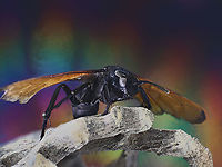 Pepsis formosa or Trantual Hawk Wasp https://www.jungledragon.com/image/126007/pepsis_formosa_or_trantual_hawk_wasp.html<br />
https://www.jungledragon.com/image/126006/pepsis_formosa_or_tarantula_hawk_wasp.html<br />
 Fall,Geotagged,Pepsis grossa,United States