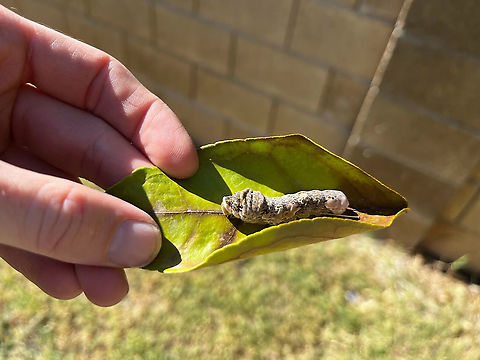 Papilio rumiko or Swallowtail caterpillar  Geotagged,Giant swallowtail,Papilio cresphontes,United States