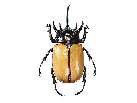 Eupatorus gracilicornis or Five-Horned Rhinoceros beetle https://www.jungledragon.com/image/126748/5_horn_beetle.html
 Eupatorus gracilicornis,Geotagged,Thailand,Winter