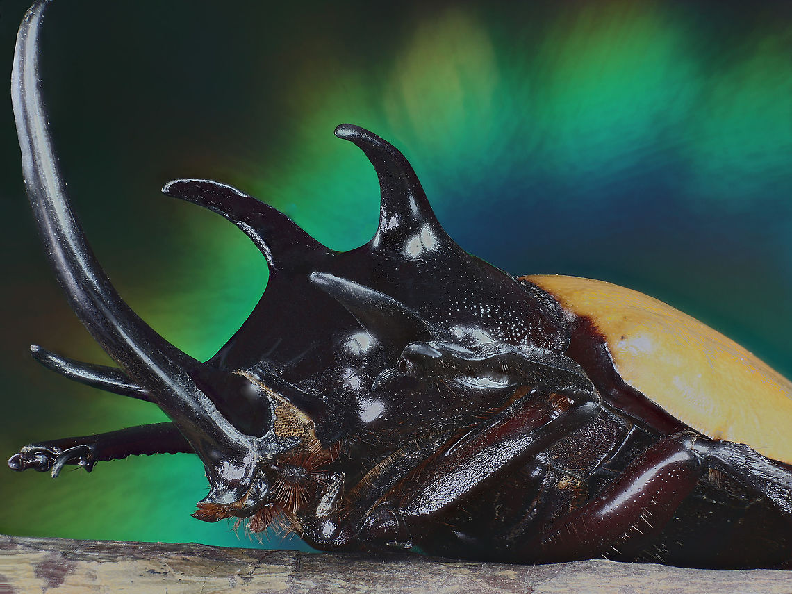 Eupatorus gracilicornis or 5 horned beetle  Eupatorus gracilicornis,Five-horned Rhinoceros Beetle,Geotagged,Thailand,Winter