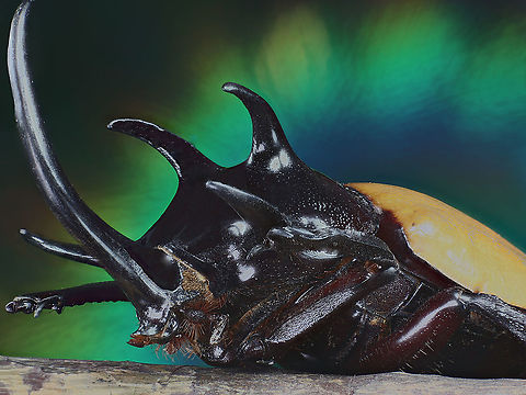 Eupatorus gracilicornis or 5 horned beetle  Eupatorus gracilicornis,Five-horned Rhinoceros Beetle,Geotagged,Thailand,Winter