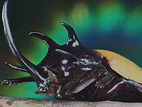 Eupatorus gracilicornis or 5 horned beetle  Eupatorus gracilicornis,Five-horned Rhinoceros Beetle,Geotagged,Thailand,Winter