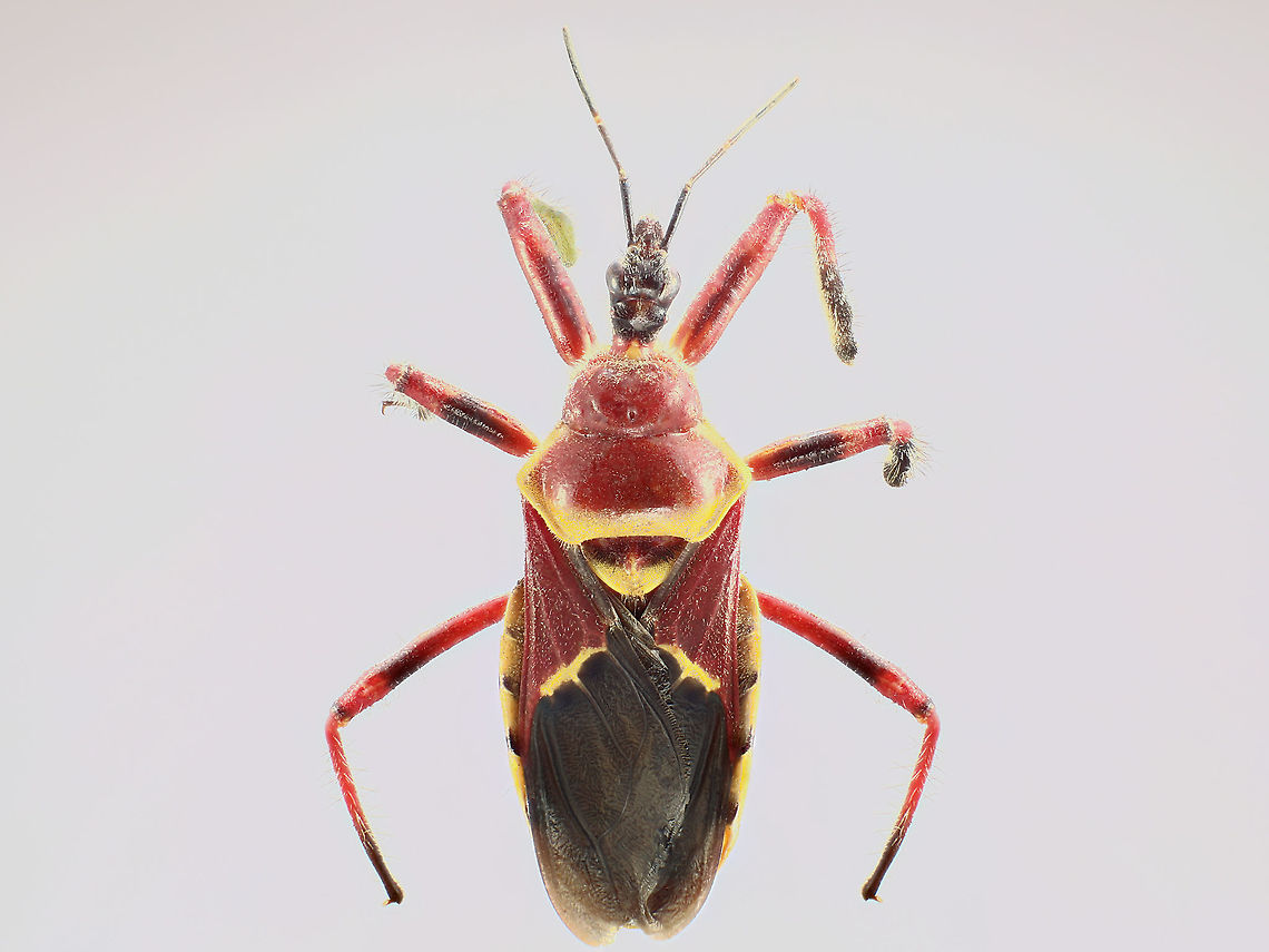 Apiomerus flavivenris or Bee Assassin  Apiomerus flaviventris,Apiomerus_flavivenris,Geotagged,United States,Winter