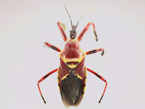 Apiomerus flavivenris or Bee Assassin Apiomerus flaviventris,Apiomerus_flavivenris,Geotagged,United States,Winter
