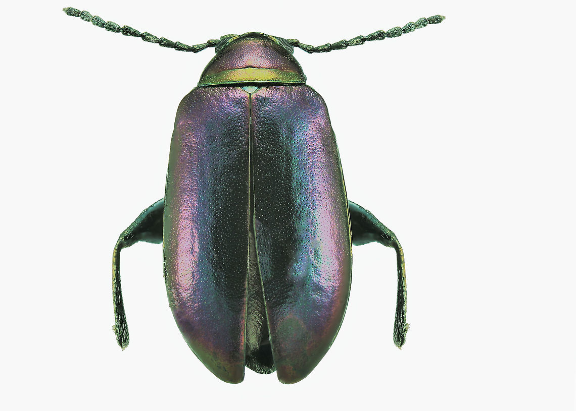 Altica torquata Chrysomelidae family or Steel-blue grapevine flea beetle  Altica torquata,Altica_torquata,Geotagged,United States,Winter