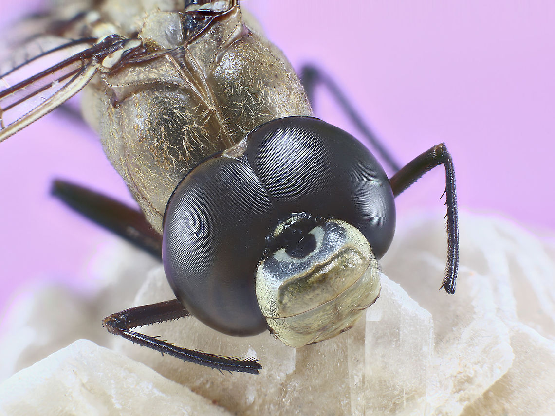 Possibly Anax junius from the Aeshnidae family Darner Dragonfly Head <figure class="photo"><a href="https://www.jungledragon.com/image/127958/dragonfly_head_against_its_wings.html" title="Dragonfly Head against its wings"><img src="https://s3.amazonaws.com/media.jungledragon.com/images/5803/127958_thumb.jpg?AWSAccessKeyId=05GMT0V3GWVNE7GGM1R2&Expires=1759968010&Signature=u8h6f7zA9atjoAT1Q9Y5%2BRvxd2k%3D" width="200" height="150" alt="Dragonfly Head against its wings 10 year old dragonfly given to me from a private collector Anax junius,Geotagged,Green Darner,United States,Winter" /></a></figure><br />
Compound eyes meet on dorsal side of head<br />
Front and hind wings have similar triangles<br />
Target like mask on upper part of the face<br />
This specimen is over 10 years old Anax junius,Geotagged,Green Darner,United States,Winter