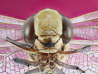 Dragonfly Head against its wings 10 year old dragonfly given to me from a private collector Anax junius,Geotagged,Green Darner,United States,Winter