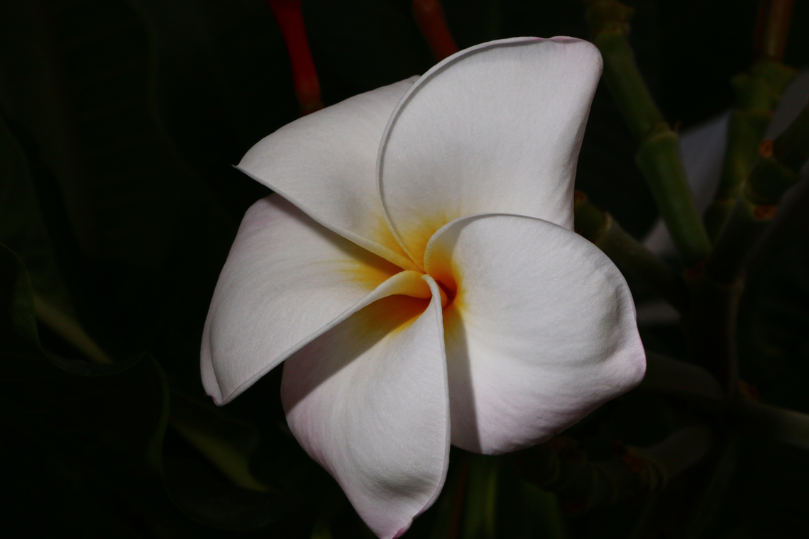 Plumeria rubra or Franginpani It was just a nice looking flower Common frangipani,Geotagged,Plumeria rubra,United States,Winter