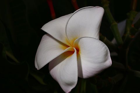 Plumeria rubra or Franginpani It was just a nice looking flower Common frangipani,Geotagged,Plumeria rubra,United States,Winter