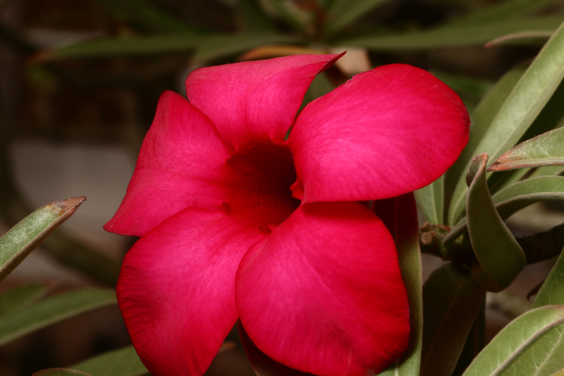 Adenium arabicum or Crimson Star Desert Rose Adenium &lsquo;Crimson Star&rsquo; is a clone of an outstanding hybrid of Adenium obesum crossed with Adenium<br />
swazicum. Adenium arabicum,Adenium obesum,Desert rose,Geotagged,United States,Winter