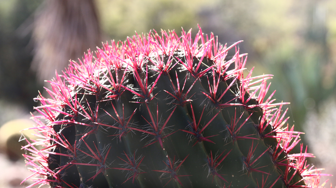 Mexican fire barrel or Ferocactus pilosus  Ferocactus pilosus,Geotagged,United States,Winter