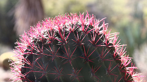 Mexican fire barrel or Ferocactus pilosus  Ferocactus pilosus,Geotagged,United States,Winter