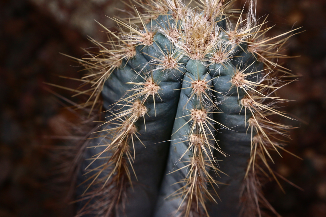 Pilosocereus azureus or Blue Torch Cactus  Geotagged,Pilosocereus splendidus,United States,Winter