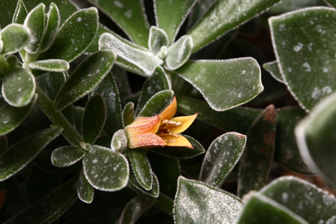Echeveria harmsii  Echeveria harmsii,Geotagged,Red Echeveria,United States,Winter