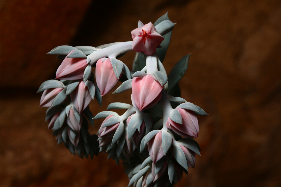 Echeveria runyonii  Echeveria runyonii,Geotagged,United States,Winter