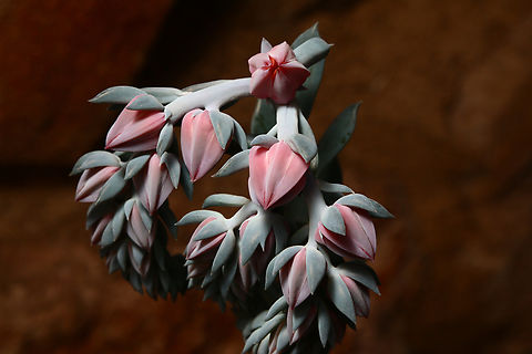 Echeveria runyonii  Echeveria runyonii,Geotagged,United States,Winter