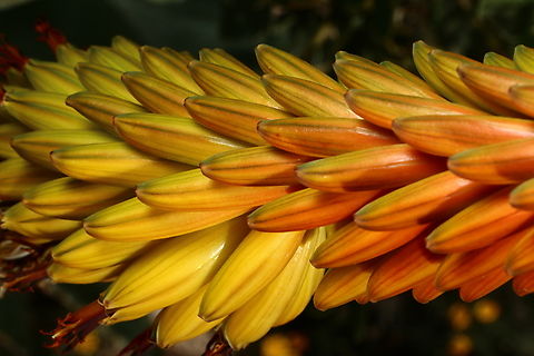 Aloe principis  Aloe principis,Geotagged,Mossel Bay Hybrid Aloe,United States,Winter