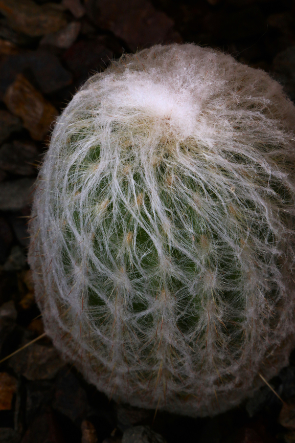Espostoa lanata or Peruvian Old Man Cactus  Espostoa lanata,Geotagged,Snowball Old Man,United States,Winter