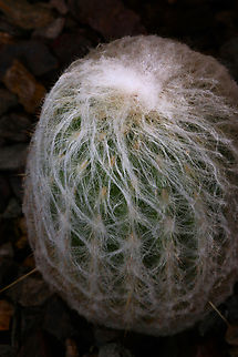 Espostoa lanata or Peruvian Old Man Cactus  Espostoa lanata,Geotagged,Snowball Old Man,United States,Winter