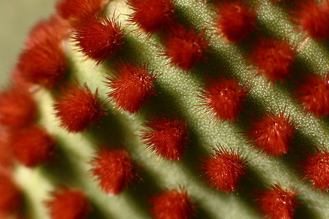 Opuntia rufida or Cinnamon Dot Prickly Pear or blind prickly pear or cow blinder. https://www.jungledragon.com/image/129086/opuntia_microdasys_subsps._rufida_or_cinnamon_dot_prickly_pear.html
The glochids are very irritating to the eyes and skin. Touch with extreme caution. The common name ''blind prickly pear'' or ''cow blinder'' comes from the fact that the glochids may be carried away by the wind and blind animals. Blind prickly pear,Bunny Ears,Geotagged,Opuntia microdasys,Opuntia rufida,United States,Winter