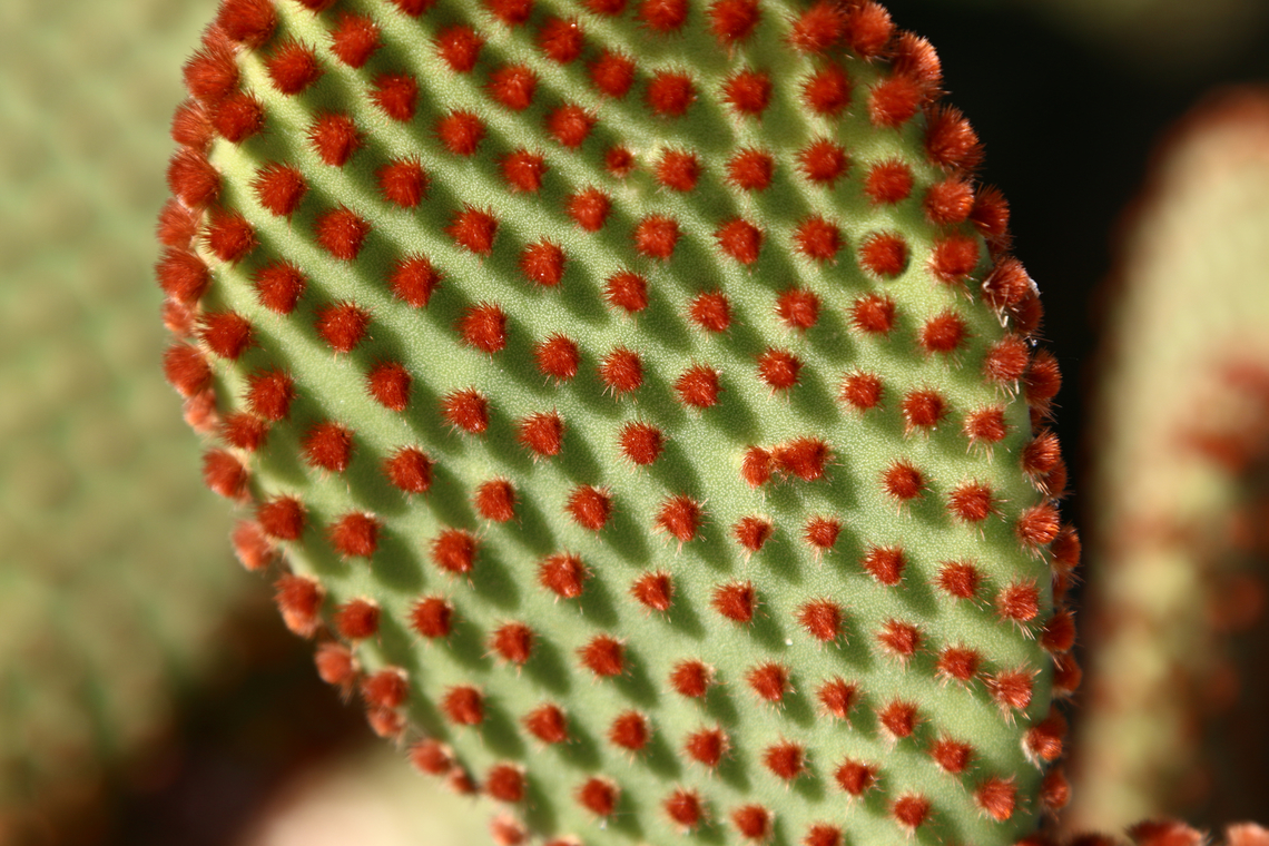 Opuntia microdasys subsps. rufida or Cinnamon Dot Prickly Pear  Blind prickly pear,Geotagged,Opuntia rufida,United States,Winter