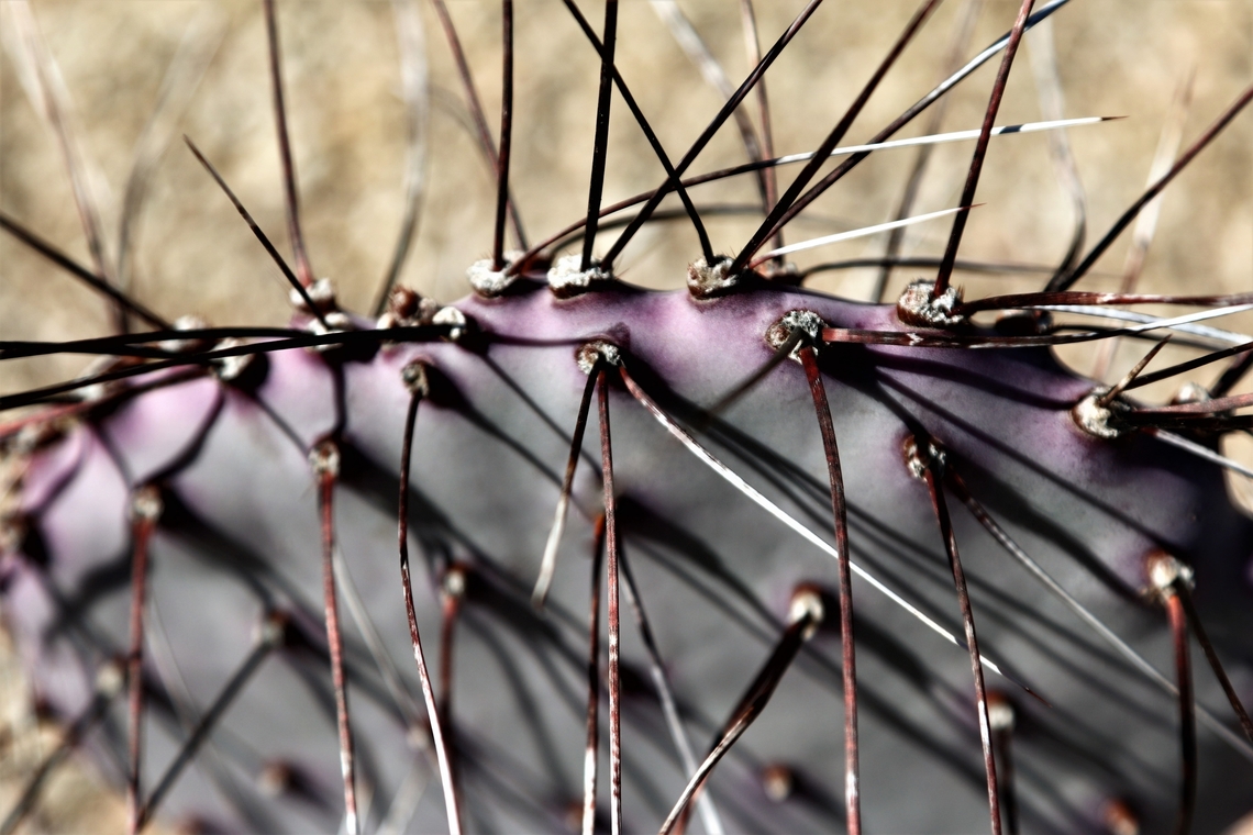 Opuntia macrocentra or Black-Spined Prickly Pear  Geotagged,Opuntia macrocentra,United States,Winter