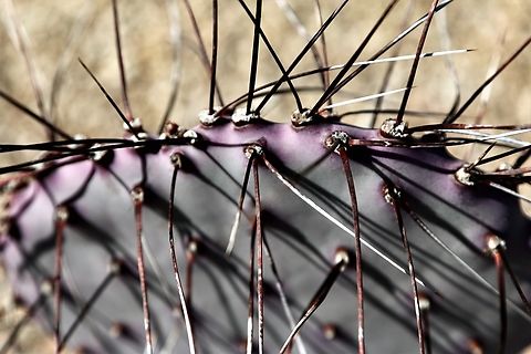 Opuntia macrocentra or Black-Spined Prickly Pear  Geotagged,Opuntia macrocentra,United States,Winter