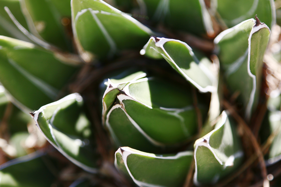 Agave Victoria-Reginae or Queen Victoria Agave  Agave victoriae-reginae,Geotagged,Queen Victorias agave,United States,Winter