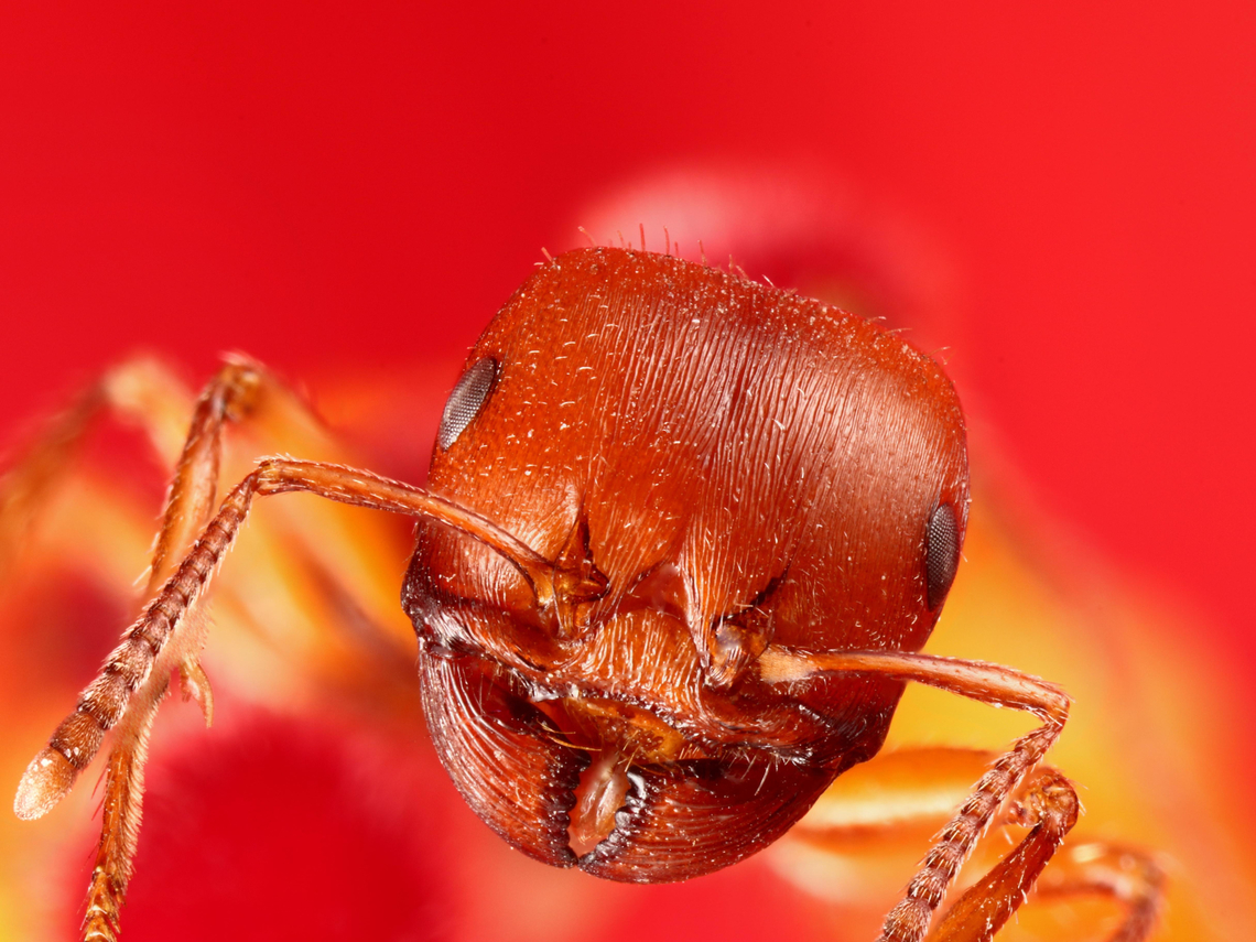 Pogonomyrmex barbatus or Harvester Ant <figure class="photo"><a href="https://www.jungledragon.com/image/120642/harvester_ant_pogonomyrmex.html" title="Harvester Ant Pogonomyrmex"><img src="https://s3.amazonaws.com/media.jungledragon.com/images/5803/120642_thumb.jpeg?AWSAccessKeyId=05GMT0V3GWVNE7GGM1R2&Expires=1767225610&Signature=Qn6EfEYK06%2Fg8N%2FZ9v8lPpGYPJE%3D" width="200" height="150" alt="Harvester Ant Pogonomyrmex  Geotagged,Pogonomyrmex barbatus,United States" /></a></figure> Geotagged,Pogonomyrmex barbatus,Summer,United States