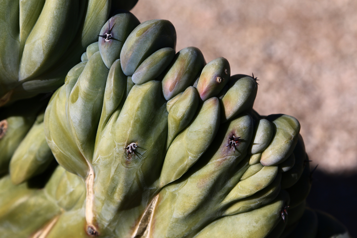 Myrtillocactus geometrizans or Crested Blue Myrtle  Geotagged,Myrtillocactus geometrizans,United States,Winter