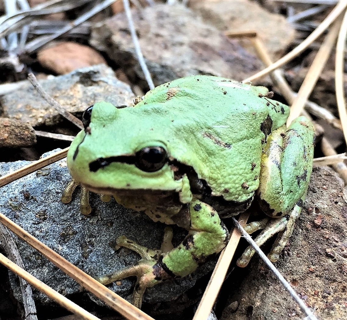 Hyla wrightorum or Arizona Treefrog  Dryophytes wrightorum,Geotagged,Summer,United States,Wright's mountain tree frog