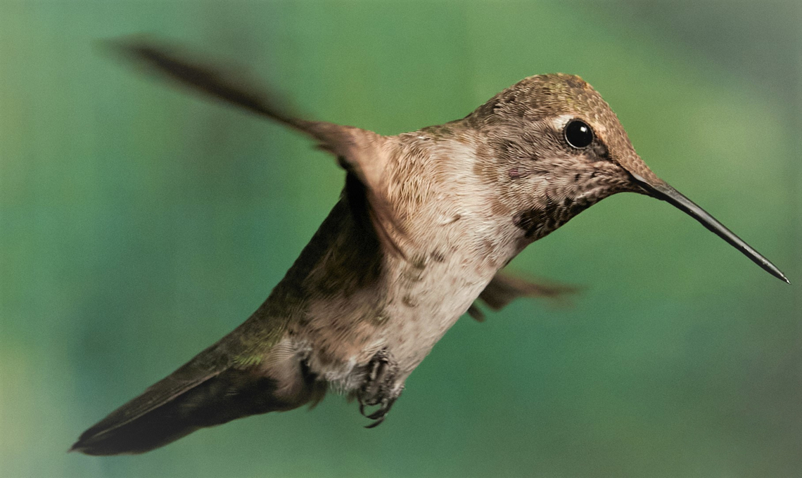 Archilochus alexandri or Black-chinned Hummingbird <figure class="photo"><a href="https://www.jungledragon.com/image/129419/archilochus_alexandri_or_black_chinned_hummingbird.html" title="Archilochus alexandri or Black Chinned Hummingbird"><img src="https://s3.amazonaws.com/media.jungledragon.com/images/5803/129419_thumb.jpeg?AWSAccessKeyId=05GMT0V3GWVNE7GGM1R2&Expires=1759968010&Signature=LgUa%2F7P4CbmMmue6Ya9QBhCWK8I%3D" width="200" height="154" alt="Archilochus alexandri or Black Chinned Hummingbird https://www.jungledragon.com/image/129418/archilochus_alexandri_or_black-chinned_hummingbird.html Archilochus alexandri,Black chinned hummingbird,Geotagged,United States" /></a></figure> Archilochus alexandri,Black chinned hummingbird,Geotagged,Summer,United States