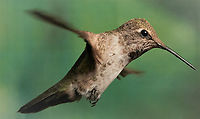 Archilochus alexandri or Black-chinned Hummingbird https://www.jungledragon.com/image/129419/archilochus_alexandri_or_black_chinned_hummingbird.html Archilochus alexandri,Black chinned hummingbird,Geotagged,Summer,United States