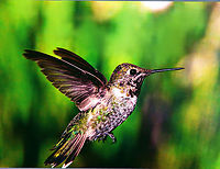 Archilochus alexandri or Black Chinned Hummingbird https://www.jungledragon.com/image/129418/archilochus_alexandri_or_black-chinned_hummingbird.html Archilochus alexandri,Black chinned hummingbird,Geotagged,United States