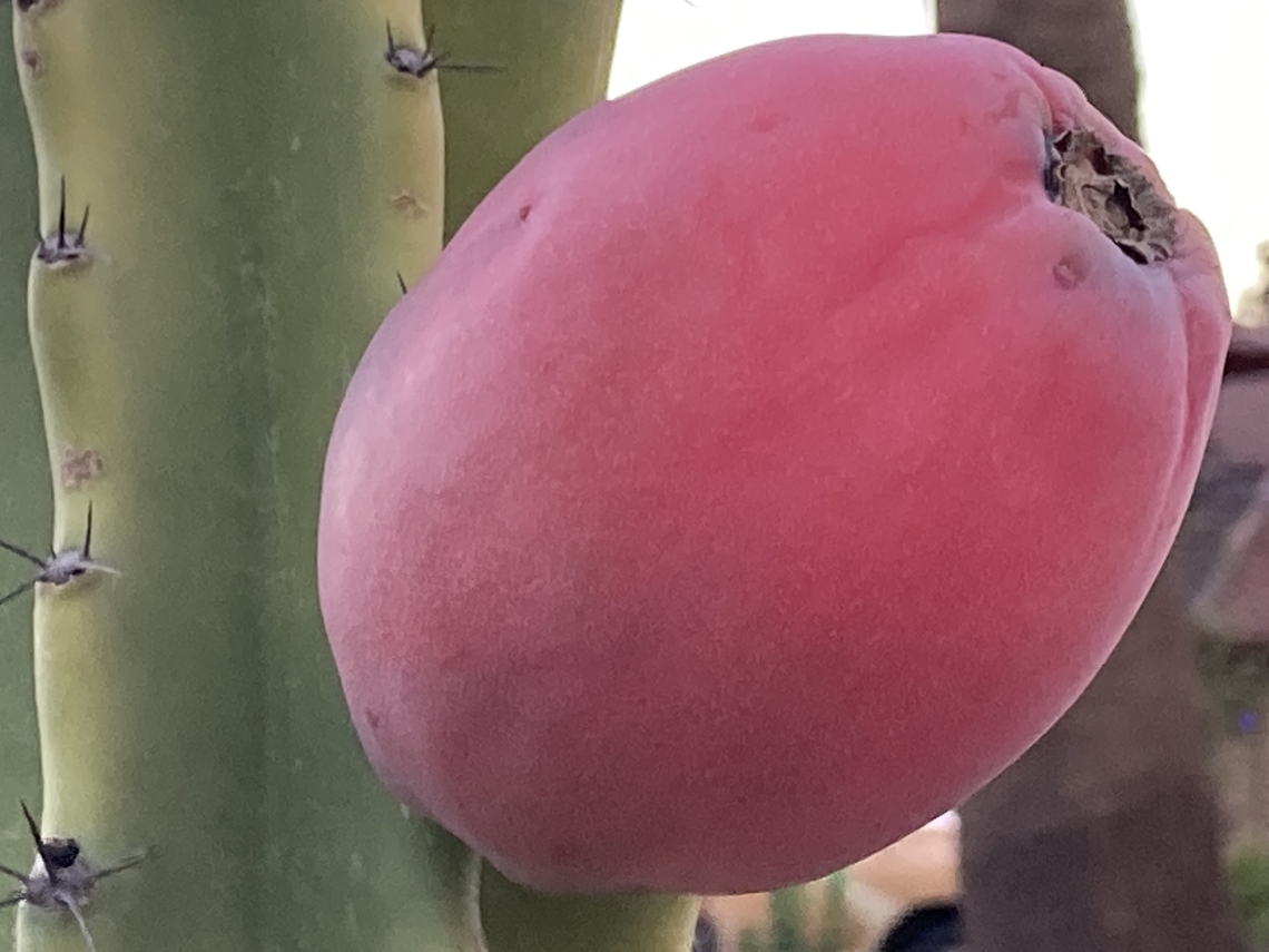 Cereus Repandus or Peruvian Apple Cactus Large bright fruit. To eat, select firm fruits that have just barely begun to split open and aren't bruised. Peel away the red outer skin or cut the fruit in half and scoop out the soft white flesh that has small black seeds like a kiwi. They usually are eaten raw. Dice the flesh and add to salads, smoothies, fruit salads or desserts.  Cereus repandus,Geotagged,Peruvian Apple Cactus,United States