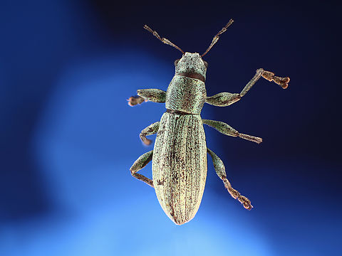 Possibly Phyllobius sp. Green flecked beetle https://www.jungledragon.com/image/130276/possibly_phyllobius_sp._green_flecked_beetle.html Phyllobius pyri,Phyllobius sp.
