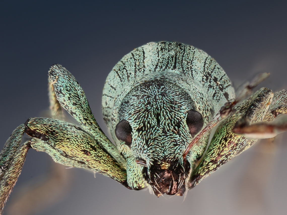 Possibly Phyllobius sp. Green flecked beetle <figure class="photo"><a href="https://www.jungledragon.com/image/130275/possibly_phyllobius_sp._green_flecked_beetle.html" title="Possibly Phyllobius sp. Green flecked beetle"><img src="https://s3.amazonaws.com/media.jungledragon.com/images/5803/130275_thumb.jpeg?AWSAccessKeyId=05GMT0V3GWVNE7GGM1R2&Expires=1770854410&Signature=PR90BM6p9KimpJ%2BIJINlMZI58kc%3D" width="200" height="150" alt="Possibly Phyllobius sp. Green flecked beetle https://www.jungledragon.com/image/130276/possibly_phyllobius_sp._green_flecked_beetle.html Phyllobius pyri,Phyllobius sp." /></a></figure> Geotagged,United States,Winter