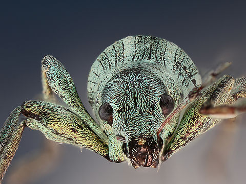 Possibly Phyllobius sp. Green flecked beetle https://www.jungledragon.com/image/130275/possibly_phyllobius_sp._green_flecked_beetle.html Geotagged,United States,Winter