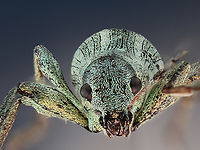 Possibly Phyllobius sp. Green flecked beetle https://www.jungledragon.com/image/130275/possibly_phyllobius_sp._green_flecked_beetle.html Geotagged,United States,Winter