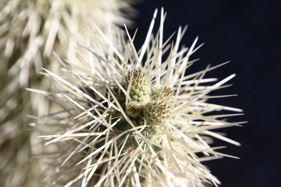 Cylindropuntia exhinocarpa or Silver Cholla  Cylindropuntia echinocarpa,Cylindropuntia exhinocarpa,Geotagged,United States,Winter