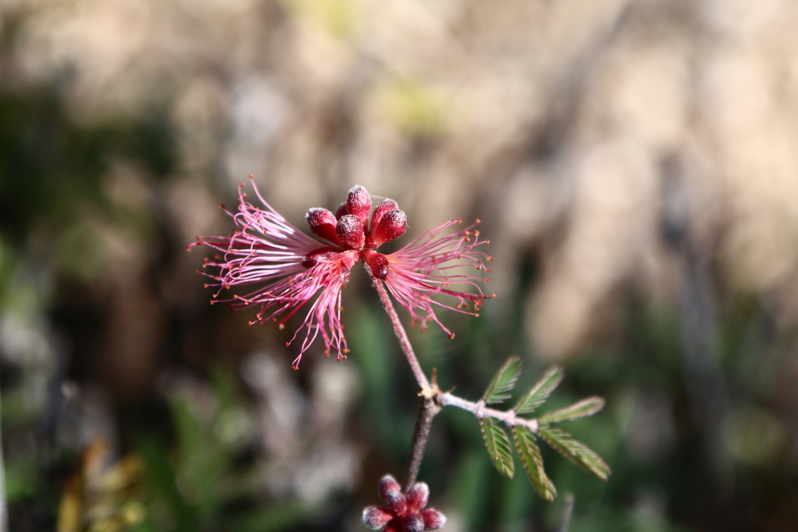 Calliandra eriophylla or Fairy Duster <figure class="photo"><a href="https://www.jungledragon.com/image/131193/calliandra_eriophylla_or_fairy_duster.html" title="Calliandra eriophylla or Fairy Duster"><img src="https://s3.amazonaws.com/media.jungledragon.com/images/5803/131193_thumb.jpg?AWSAccessKeyId=05GMT0V3GWVNE7GGM1R2&Expires=1759968010&Signature=O1Z%2B366GqWpFH26ftaqm6qu%2FVIg%3D" width="200" height="134" alt="Calliandra eriophylla or Fairy Duster  Calliandra eriophylla,Fairy duster,Geotagged,United States" /></a></figure> Calliandra eriophylla,Fairy duster,Geotagged,United States,Winter