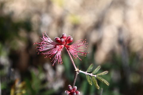 Calliandra eriophylla or Fairy Duster https://www.jungledragon.com/image/131193/calliandra_eriophylla_or_fairy_duster.html Calliandra eriophylla,Fairy duster,Geotagged,United States,Winter