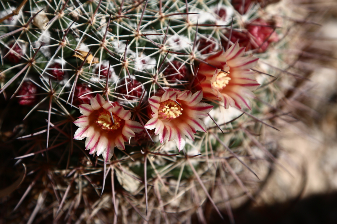 Mammillaria standleyi or Pincushion Cactus  Geotagged,Mammillaria standleyi,United States,Winter